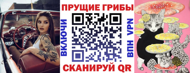 Купить закладки  Кашин  Псилоцибиновые грибы мицелий 